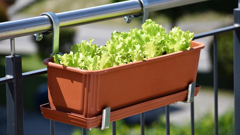 floreira com alface numa varanda ao sol